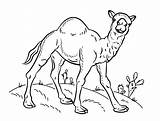 30  Camel Coloring Pages Free Printable PDF & Online sketch template