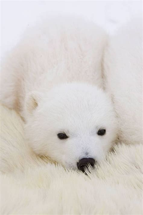 Winter White Inspiration Gallery | Baby polar bears, Polar bear cubs and Inspiration