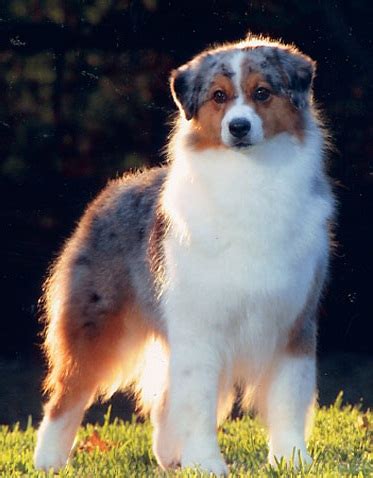 Australian Shepherd Herding | Herding Dog Breeds Pictures and Information