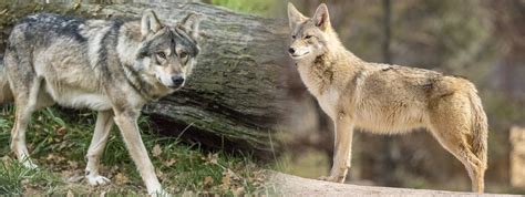 Coyotes VS Wolves : 10 differences | Wolf Stuff