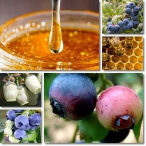 Properties and Benefits of Blueberry Honey - NatureWord