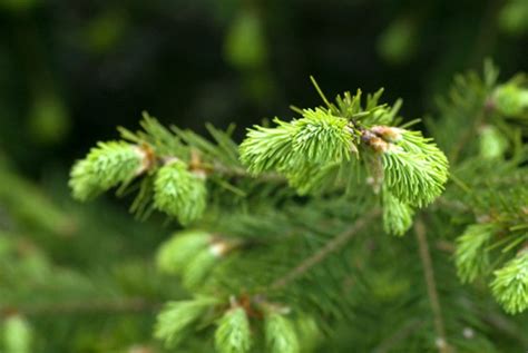 RP Seeds: Abies fraseri (Fraser Fir) 25 seeds £2.65