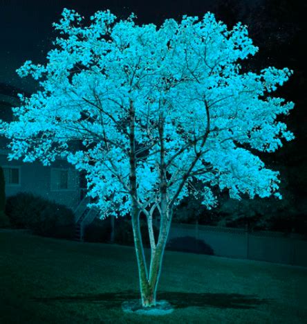 glow in the dark tree | Dark tree, Fairy lights in trees, Fast growing ...