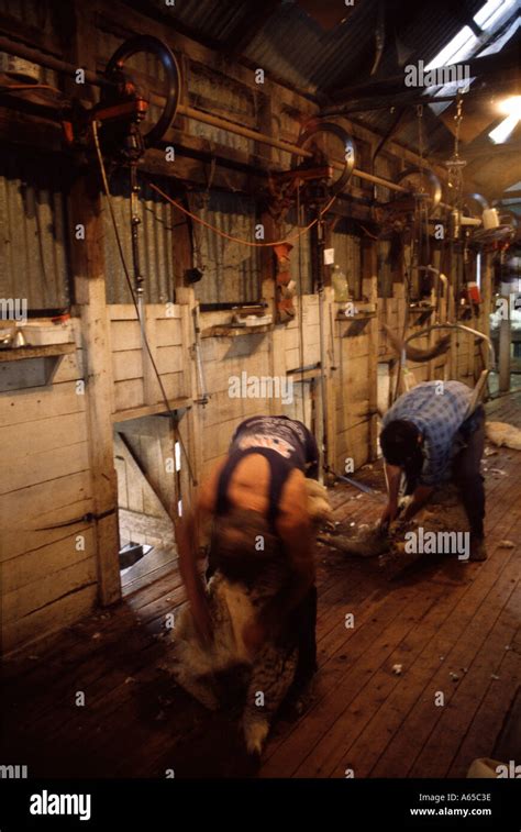 Sheep shearing australia hi-res stock photography and images - Alamy