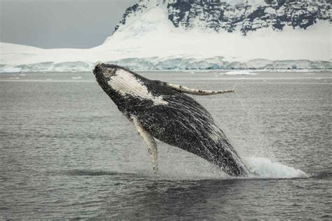 The Ultimate Guide to Whale Watching in Iceland