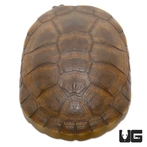 West African Helmeted Turtles (Pelomedusa subrufa) For Sale ...