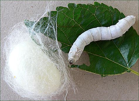 Silkworm and cocoon | Flickr - Photo Sharing!