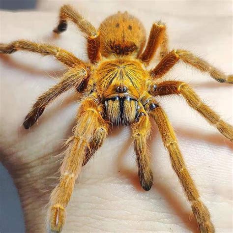 Pterinochilus murinus (Orange Baboon Tarantula, OBT) for sale - HappyForestStore