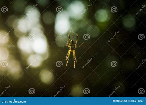 Spider hanging on thread stock image. Image of yellow - 248634355