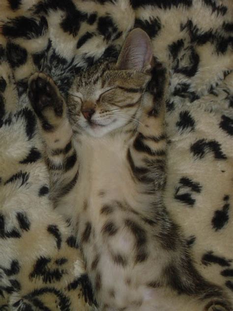 70 cats that know how to camouflage themselves perfectly