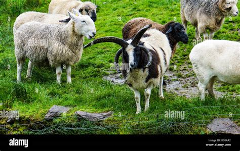 among different breeds of sheep on an Irish hillside stand the unusual breed Jacob Sheep with ...