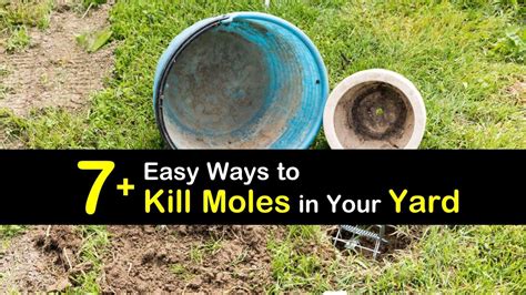 7+ Insanely Easy Ways to Kill Moles in Your Yard | Mole repellent ...