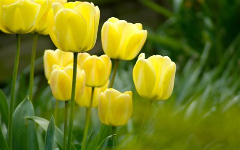 🔥 [40+] Tulip Pictures Wallpapers | WallpaperSafari