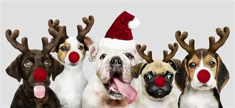 Christmas Puppies - Find Cute Christmas Puppies for Sale! | VIP Puppies