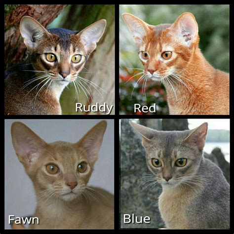 4 main recognized colors of Abyssinian cats in America. Ruddy is called Usual in Europe & UK ...