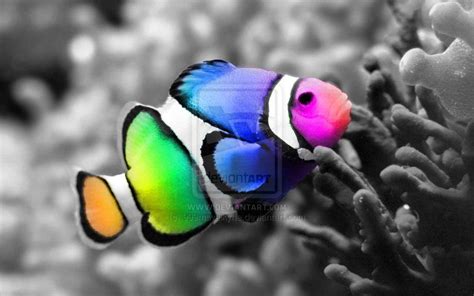 Rainbow Clown Fish | Rainbow clown fish by 999msvalkyrie | Beautiful ...