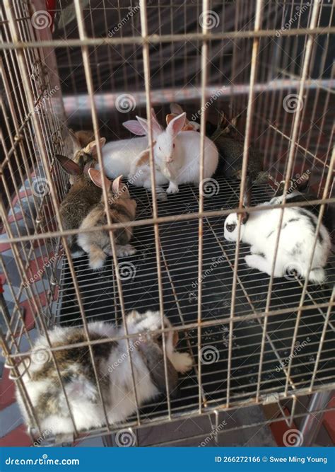 Dwarf rabbits in the cage. stock photo. Image of cuddly - 266272166