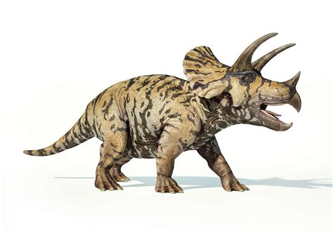 10 Intriguing Triceratops Facts