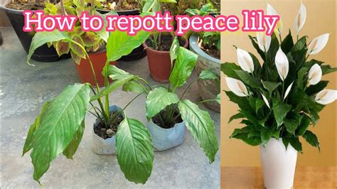 peace lily plants repotting || how to repott peacelily - YouTube