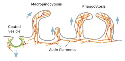 The cell. 7. Cytoskeleton. Actin filaments. Atlas of plant and animal histology.