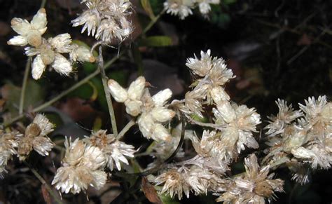 Sweet Everlasting Blooms For Weeks – wildeherb.com