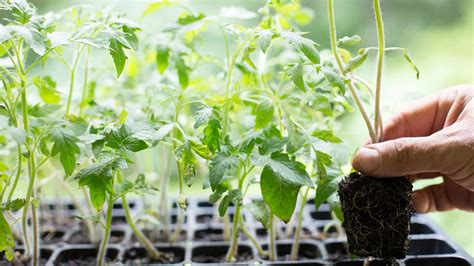 How To Trim Tomato Seedlings | Chicago Land Gardening