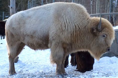 White bison buffalo white Bison_by_SalsolaStock | White bison, American bison, Native american ...