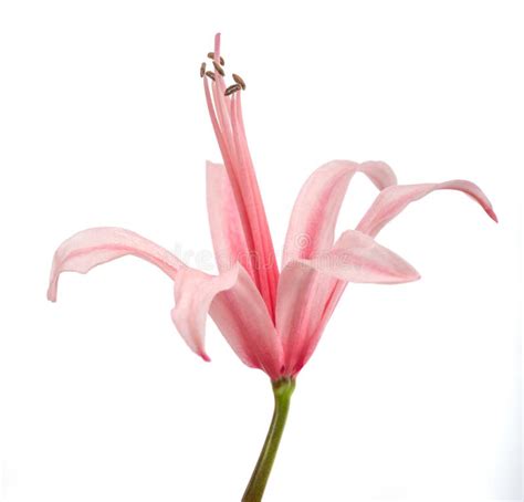 Guernsey lily stock image. Image of stamen, stigma, plant - 161153723