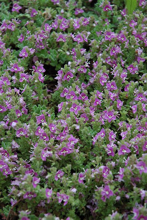 Pink Creeping Speedwell (Veronica repens 'Rosea') in Issaquah Seattle Bellevue Redmond Renton ...