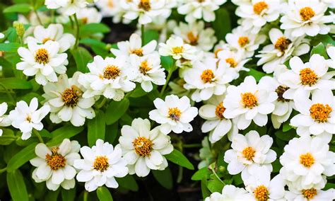 6 White Perennial Flowers - A-Z Animals