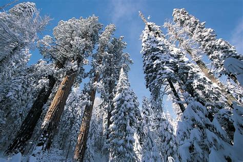 17 Useful Things to Know Before Visiting Sequoia National Park in Winter - California Crossroads