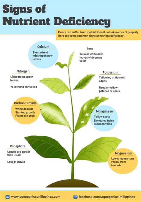 Nutrient deficiency in plants | Plants, Veggie garden, Garden veggies