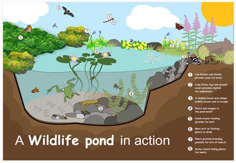 Create a wildlife pond