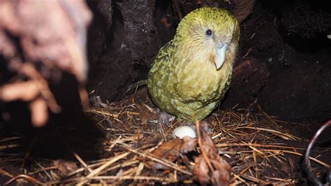 2019 is a kākāpō breeding season: Story 5 February 2019