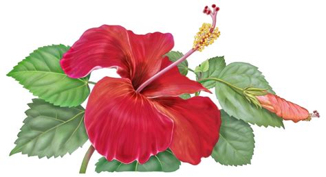 Hibiscus Drawing at GetDrawings | Free download