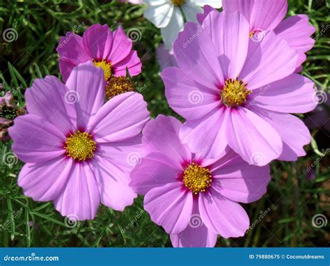 Numerous Blooming Bright Color Pink Mexican Aster Flowers Stock Image ...