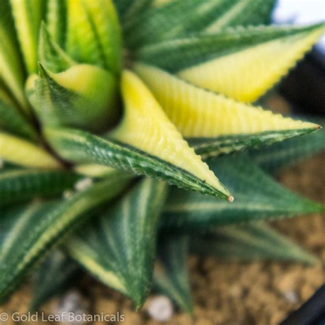 Variegated Haworthia Limifolia – Gold Leaf Botanicals