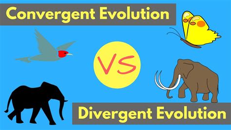 Convergent Evolution vs Divergent Evolution | Shared Traits Explained - YouTube