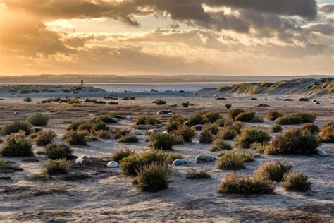 National Trust Blakeney National Nature Reserve | Visit East of England