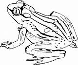 Free Printable Frog Coloring Page Adult Coloring Pages sketch template