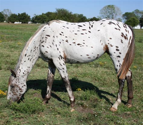 1000+ images about Leopard appaloosa on Pinterest