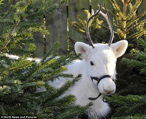 Rare snow white reindeer puts Whitby garden centre visitors in the mood for Christmas | Daily ...