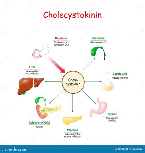 Cholecystokinin Hormone on the Gastrointestinal Tract Stock Vector ...