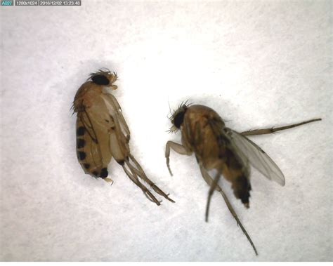 Diptera.info - Discussion Forum: Which Phorid genus?