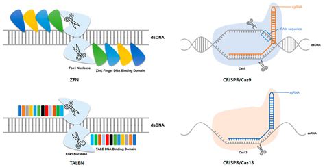 IJMS | Free Full-Text | Therapeutic Application of Genome Editing Technologies in Viral Diseases