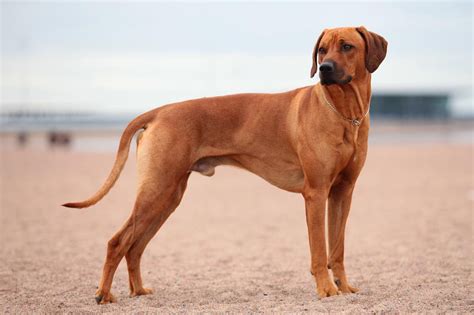 Meet the Rhodesian Ridgeback!