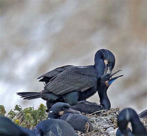 Pictures and information on Brandt's Cormorant