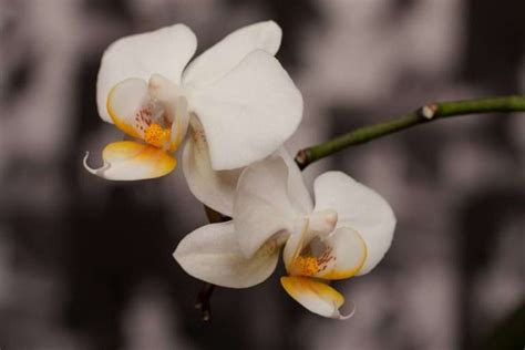 White Orchid Meaning & Symbolism: Important Facts - Petals And Hedges