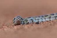 African Rock Python - Reptiles - South Africa