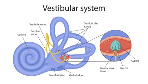 vestibular system. the inner ear and its relation to balance and balance. human biology 8569572 ...